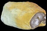 Petrified Wood Limb (Bald Cypress) - Saddle Mountain, WA #69467-1